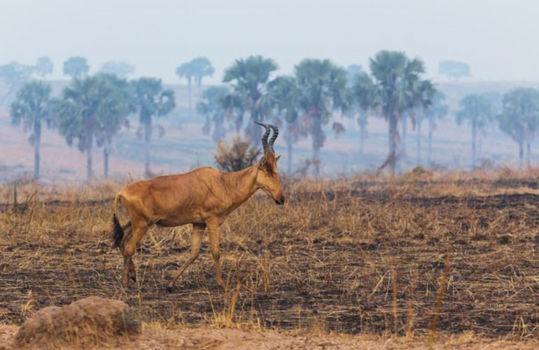 Saola (Pseudoryx nghetinhensis)
