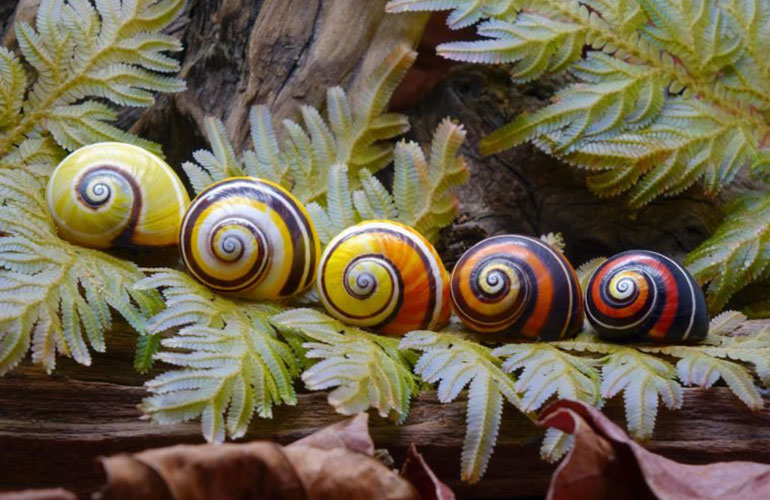 Cuban snail (Polymita picta)