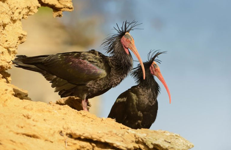 Northern bald ibis (Geronticus eremita)